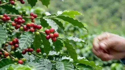 Ripe red coffee cherries picked one by one from a leafy branch into an open palm
