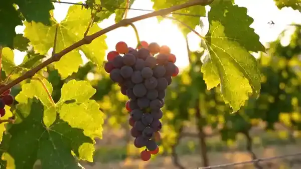 Dark purple grapes on a leafy vine swaying slightly in a light breeze in late sunlight